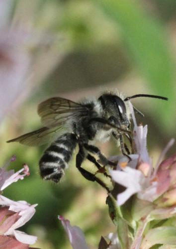 Réf. 207 553 : Megachile sp.